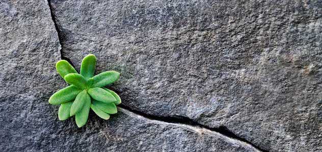 A green plant growing through a crack in a rock